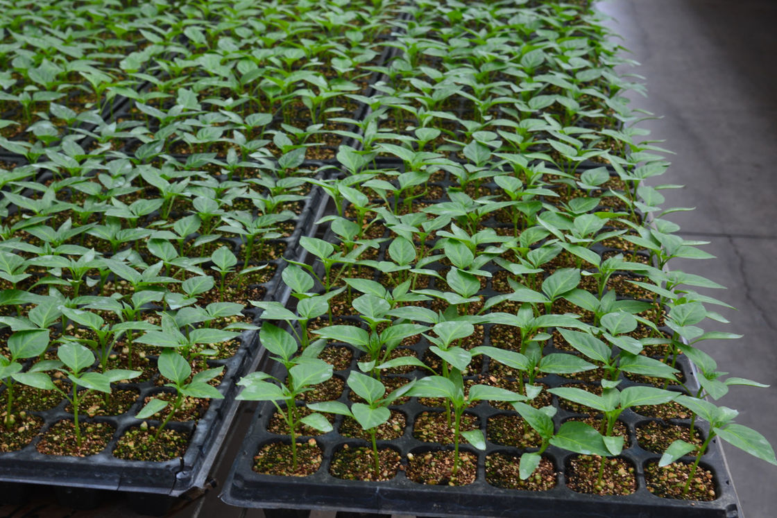 128 placas de semillero de plástico de celda para viveros de verduras de 0,8 mm a 1,0 mm de espesor