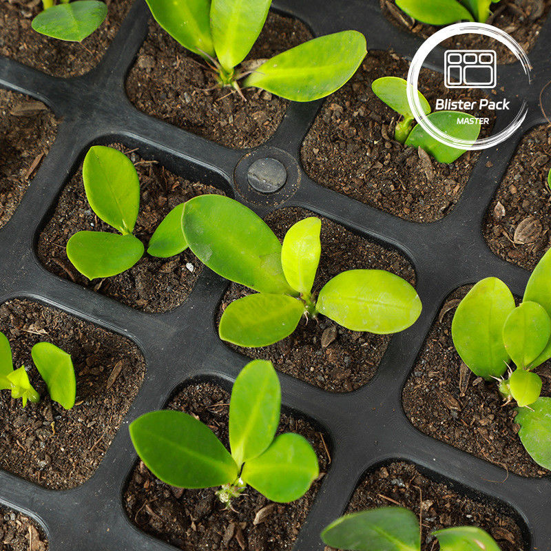 72 bandejas de plástico con cubiertas planas para flores y plantas verdes
