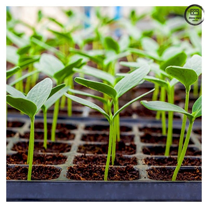 En el caso de las plantas de la familia de las plantas de la familia de las plantas de la familia de las plantas de la familia de las plantas de la familia de las plantas de la familia de las plantas de la familia de las plantas de la familia de las plantas de la familia de las plantas de la familia de las plantas de la familia de las plantas de la familia de las plantas de la familia de las plantas de la familia de las plantas de la familia de las plantas de la familia de las plantas de la fami