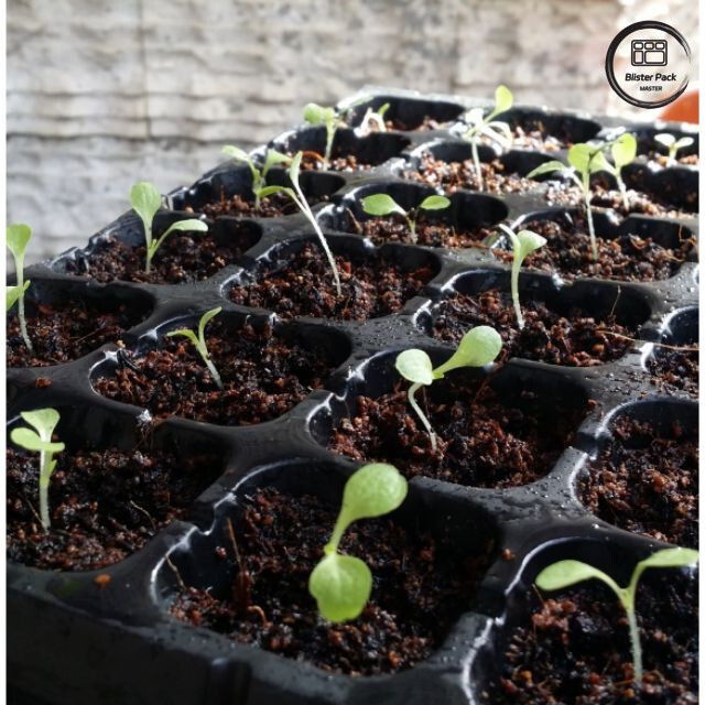 bandeja de inicio de semillas de 50 agujeros, bandeja de multiplicación de vivero de plástico duro para la plantación de jardines en el hogar