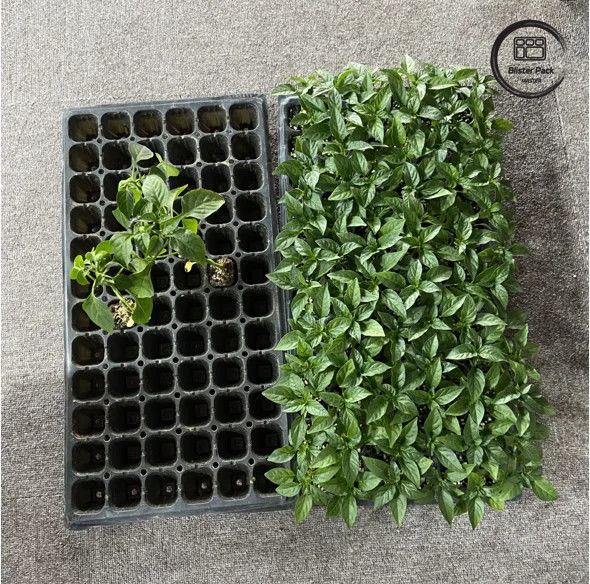 50 células de semilla de vivero enchufe bandeja de material PS duradero para el crecimiento eficiente de las semillas